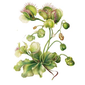Venus Flytrap Clipart, Carnivorous Plant PNG, Botanical Green Leaves, 12 High Resolution PNG, Transparent Background, Digital Download