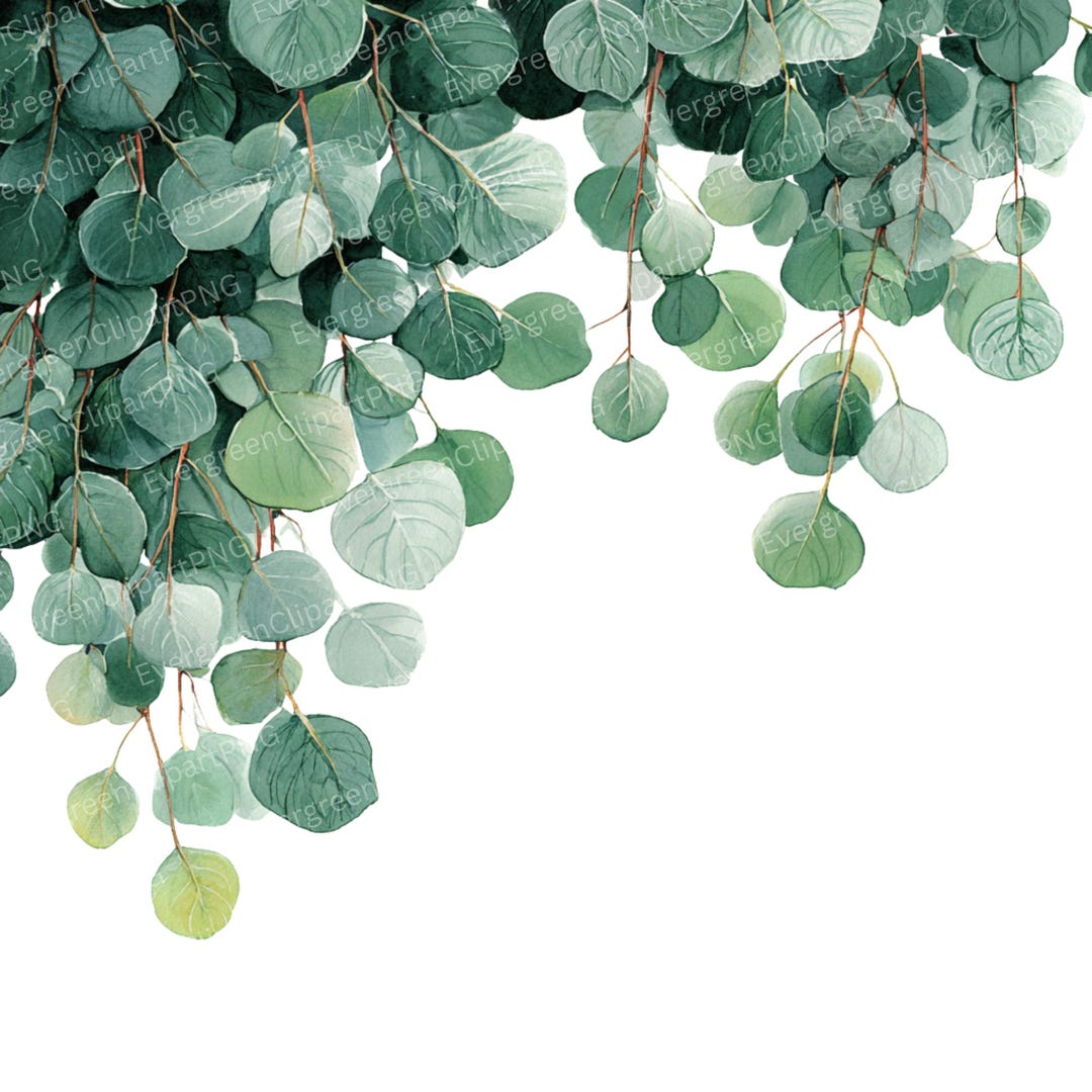 Watercolor Eucalyptus Clipart: Greenery PNG Images for Wedding (digital ...