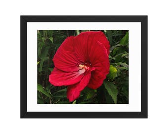 Red Hibiscus Flower Framed Print: Botanical Nature Wall Art