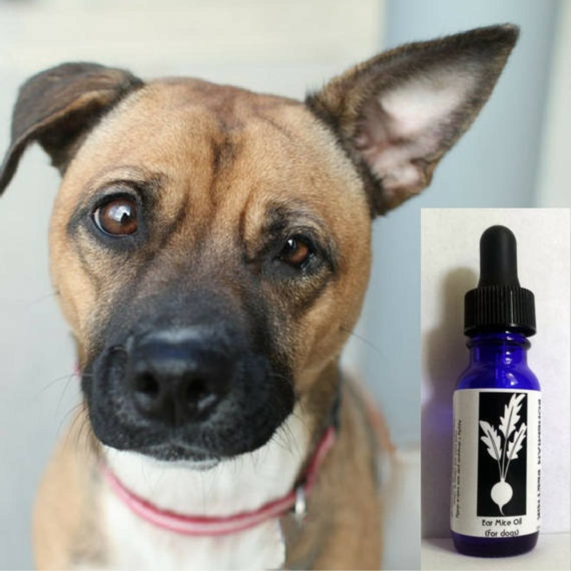 Dog Ear Mite Solution with Tea Tree Etsy