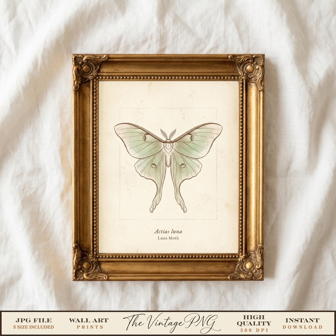 Luna Moth Wall Art Print, Vintage Scientific Moth Print, Actias Luna ...