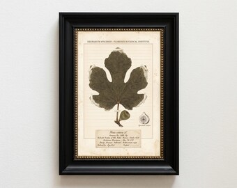 Lámina decorativa de hojas de higuera, lámina de herbario vintage, póster botánico de Ficus Carica, decoración de cocina, arte cottagecore, descarga digital imprimible.