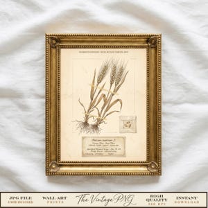 Peut inclure: Une impression botanique de tiges de blé dans un cadre doré. L'impression présente le texte HERBARIUM SPECIMEN ROYAL BOTANIC GARDENS KEW et Triticum aestivum L. avec une petite enveloppe contenant trois graines, sur un fond crème.