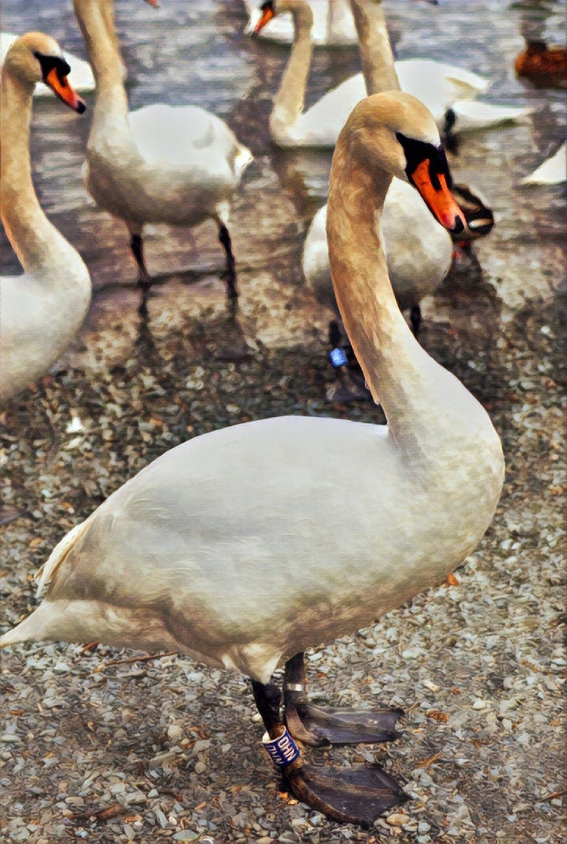 Swan Print Swans Painting Country Kitchen Decor Animal Art Etsy