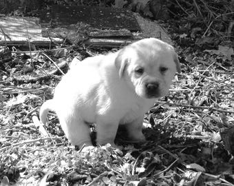 Arte de pared minimalista para baño - Impresión fotográfica de estética neutra - Decoración de baño moderna - Fotografía digital de descarga