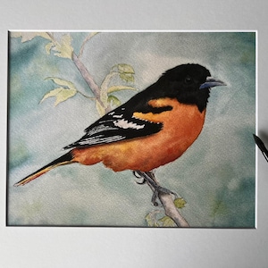 Watercolor art print of oriole bird