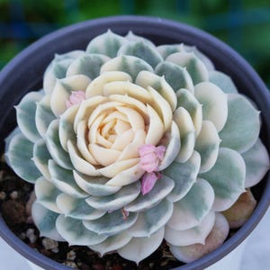 Live Easy Care Plants - Echeveria Onslow Variegated  | Gift Ideas For Home Decor | Plants Gift