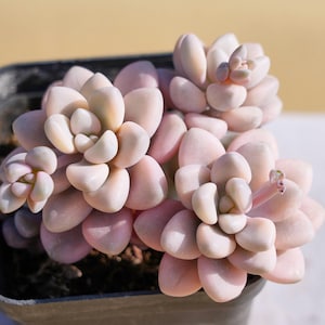 Live Easy Care Plants - Graptopetalum Ellen | Gift Ideas For Home Decor | Plants Gift
