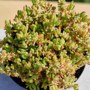 以下が含まれることがあります： 鮮やかな緑、赤、オレンジ色の先端を持つ多肉植物のクローズアップ。植物は小さく指のような葉を持ち、黒い容器に植えられています。画像は植物の質感と色のバリエーションを示しています。