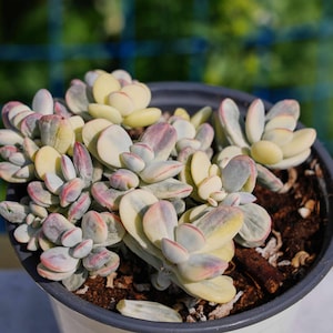 Live Easy Care Plants - Cotyledon Orbiculata Variegated | Gift Ideas For Home Decor | Plants Gift