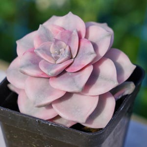 Live Easy Care Plants - Graptoveria purple delight white variegated | Gift Ideas For Home Decor | Plants Gift