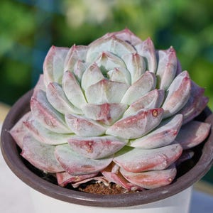 Live Easy Care Plants -  Echeveria Pink Diamond | Gift Ideas For Home Decor | Plants Gift