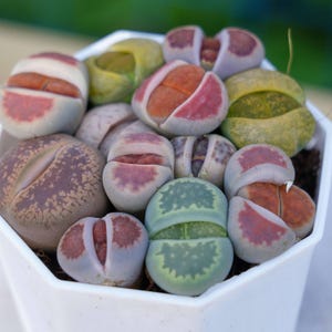 Live Easy Care Plants - Lithops N. E. Br. | Gift Ideas For Home Decor | Plants Gift