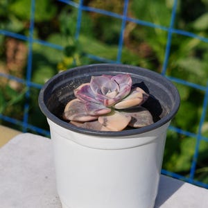 Live Easy Care Plants - Graptoveria purple delight yellow variegated  | Gift Ideas For Home Decor | Plants Gift