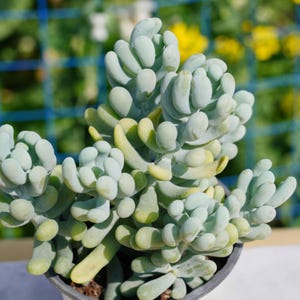 Live Easy Care Plants - Pachyphytum werdermannii | Gift Ideas For Home Decor | Plants Gift