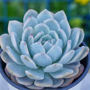 Live Easy Care Plants - Echeveria Monroe variegated | Gift Ideas For Home Decor | Plants Gift