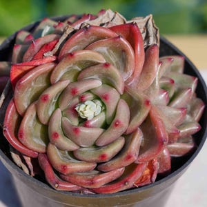 Live Easy Care Plants - Echeveria Q Orange | Gift Ideas For Home Decor | Plants Gift