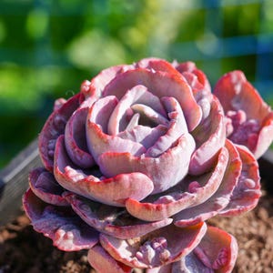 Live Easy Care Plants - Echeveria Rain drops Variegated | Gift Ideas For Home Decor | Plants Gift