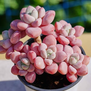 Live Easy Care Plants - Graptopetalum Multi-headed | Gift Ideas For Home Decor | Plants Gift
