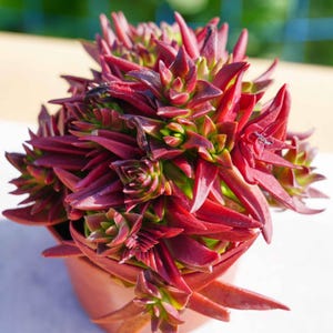 Live Easy Care Plants - Crassula Fusca | Gift Ideas For Home Decor | Plants Gift