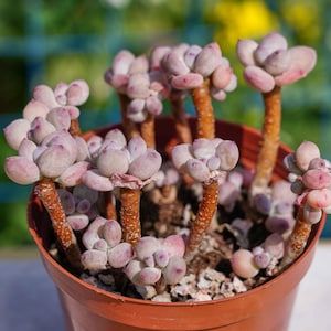 Puede incluir: Primer plano de una planta suculenta en maceta. La planta tiene múltiples tallos con racimos de hojas de color rosa pálido. Los tallos son de color marrón rojizo y la maceta es de terracota. El fondo es verde borroso.