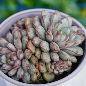 手入れが簡単な植物 - グラプトベリア・アメソラム | インテリアギフトのアイデア | 植物ギフト