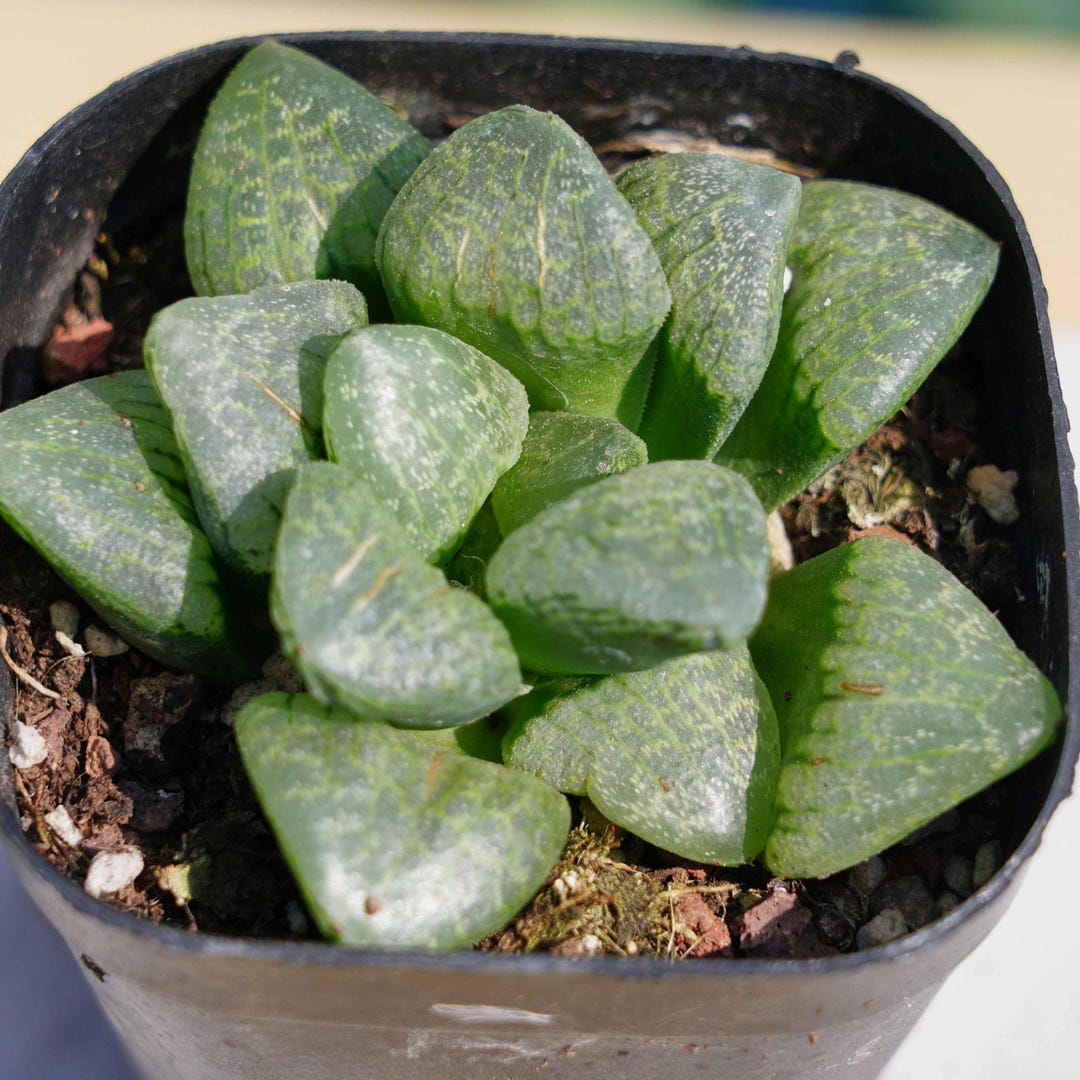 Live Easy Care Plants Haworthia Kaleidoscope Gift Ideas For Home live-easy-care-plants-haworthia-kaleidoscope-gift-ideas-for-home