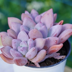 お手入れが簡単な植物 - グラプトベリア・オパリナ | インテリアギフトのアイデア | 植物ギフト