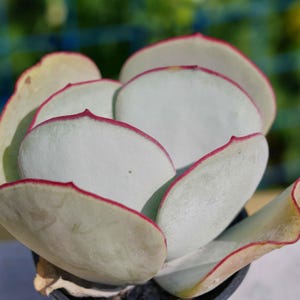 Live Easy Care Plants - Cotyledon orbiculata Hakubi | Gift Ideas For Home Decor | Plants Gift