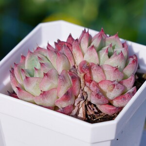 Live Easy Care Plants -Echeveria Pink Crystal | Gift Ideas For Home Decor | Plants Gift