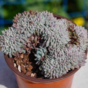 Live Easy Care Plants -  Echeveria Setosa Crested | Gift Ideas For Home Decor | Plants Gift