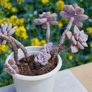Live Easy Care Plants - Graptopetalum superbum | Gift Ideas For Home Decor | Plants Gift