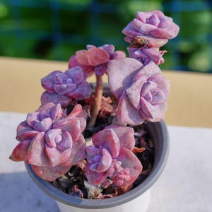 お手入れが簡単な植物 - グラプトベリア ミセス リチャーズ 斑入り | インテリアギフトのアイデア | 植物ギフト