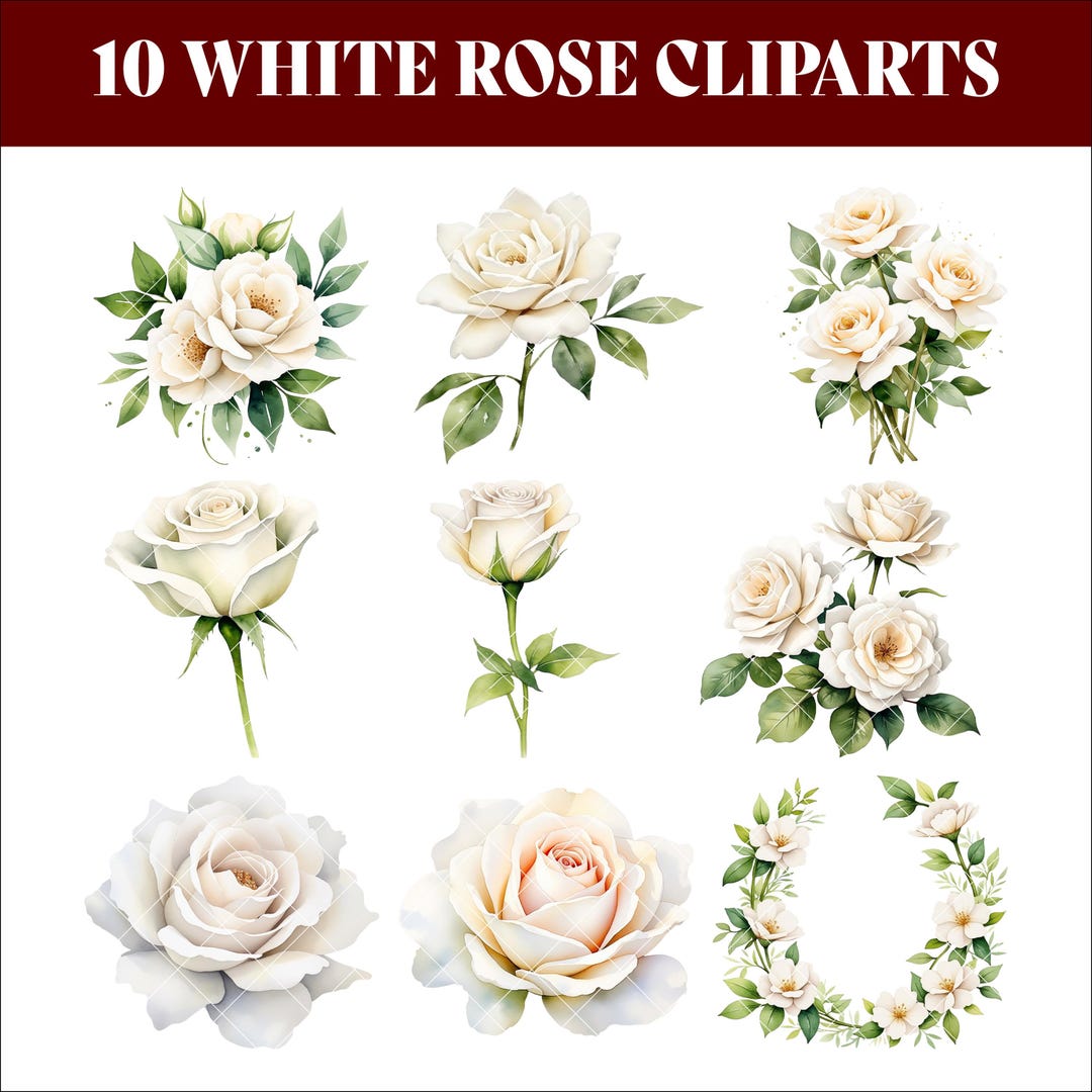 White Roses Watercolor Clipart, White Rose PNG Set, Botanical Floral ...