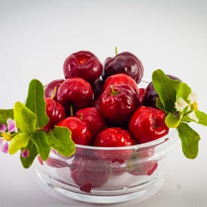 Barbados Cherry / Acerola Tree (Malpighia emarginata) 3-cuttings
