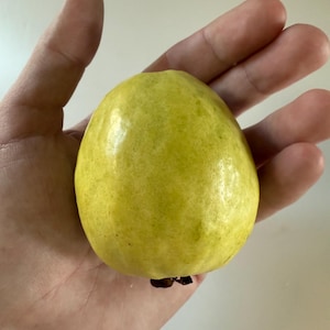 Mexican Cream Guava (Psidium guajava) 3-cuttings