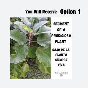 May include: A segment of a Prodigiosa plant with large, green leaves and a reddish-purple stem. The image includes text that reads "You Will Receive Option 1" and "Segment of a Prodigiosa Plant".
