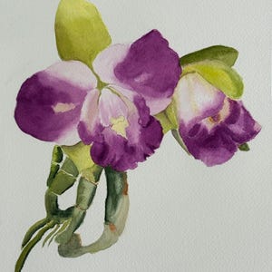 Dipinto originale di fiori di orchidea ad acquerello, dipinto botanico, pianta di orchidea dipinta a mano, opera d'arte ad acquerello, arte murale (senza cornice)