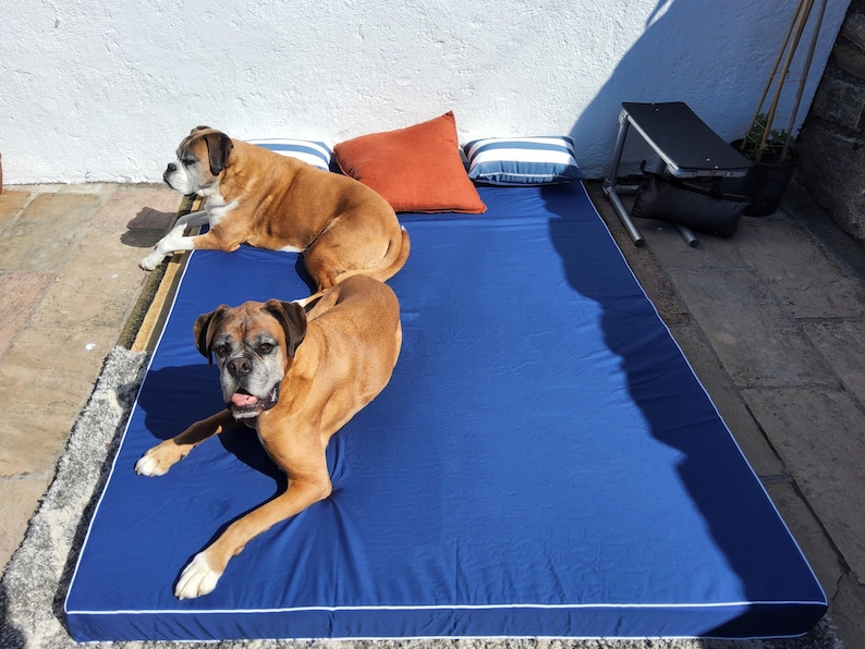 May include: Two Boxer dogs lounging on a large, navy blue dog bed with white piping. The bed is rectangular and has a thick, cushioned appearance. Two striped pillows and an orange pillow are placed on the bed. The dogs are brown with white markings.