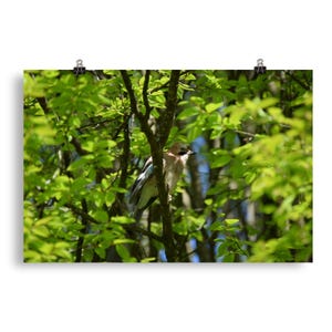 Eurasian Jay Print