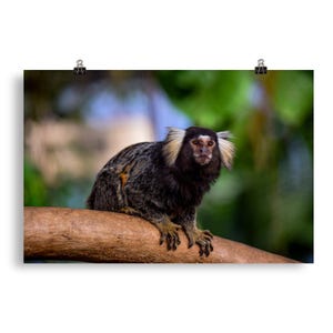 Print of Marmoset Monkey
