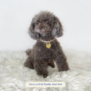 Peut inclure: Un petit caniche brun portant un collier en corde beige avec une &eacute;tiquette dor&eacute;e indiquant "Tea". Le chien est assis sur un tapis blanc et moelleux. Tea est un caniche de 4,5 lb, police de 2 mm.