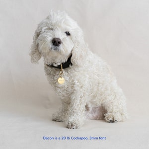Peut inclure: Un chien Cockapoo blanc portant un collier en cuir noir avec une &eacute;tiquette dor&eacute;e sur laquelle est inscrit "ROODY". Le chien est assis sur une surface beige clair. Bacon est un Cockapoo de 9 kg, police de 3 mm