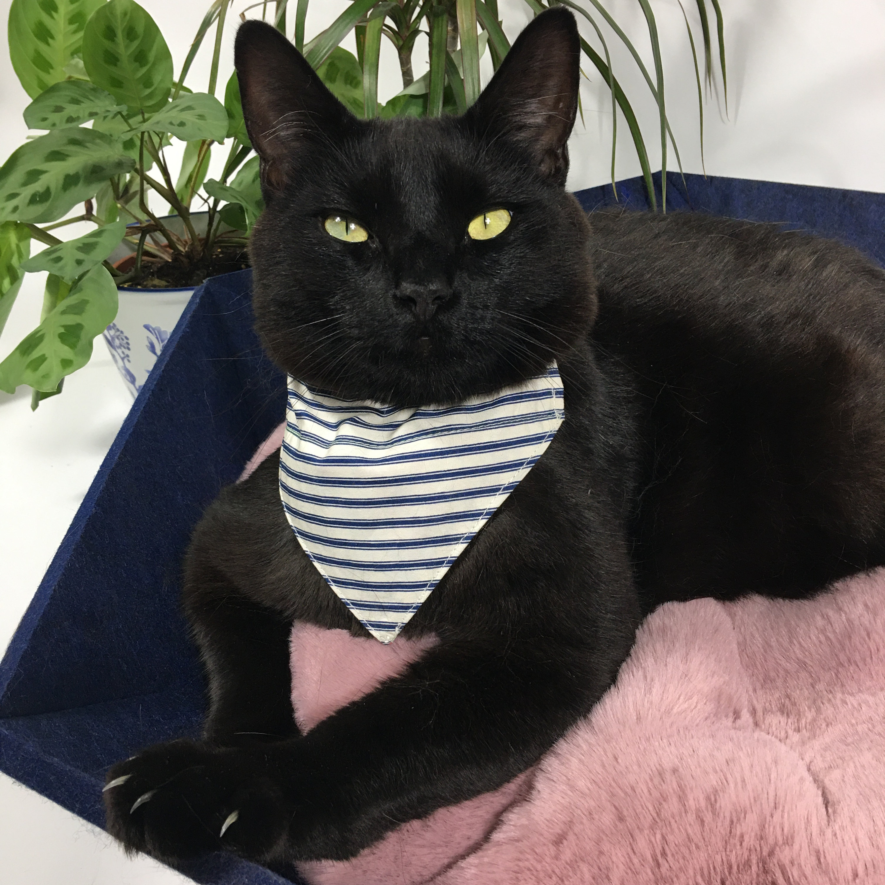 Blue And White Plaid Pet Bandana | The Luminous Pets