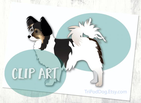 Tri Color Papillon Or Long Haired Chihuahua Basic Breed Etsy