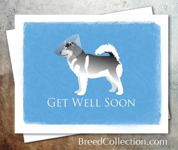 costo alaskan malamute