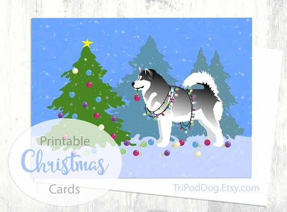 costo alaskan malamute