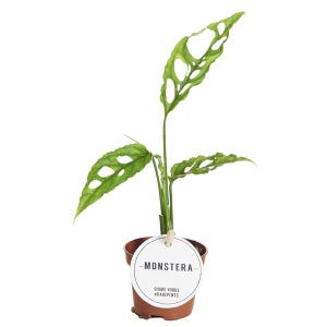 Puede incluir: Una planta de Monstera en maceta con hojas verdes perforadas. La planta está en una maceta marrón pequeña, con una etiqueta blanca con la palabra "MONSTERA" y los hashtags #RAREPLNTS. El fondo es blanco, resaltando la planta.