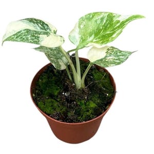 Monstera Deliciosa Thai Constellation 10.5cm pot