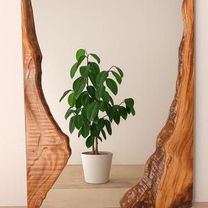 Puede incluir: Un espejo rectangular con un marco de madera natural. El marco tiene una forma orgánica única de color marrón claro. Una planta en maceta con hojas verdes se refleja en el espejo.